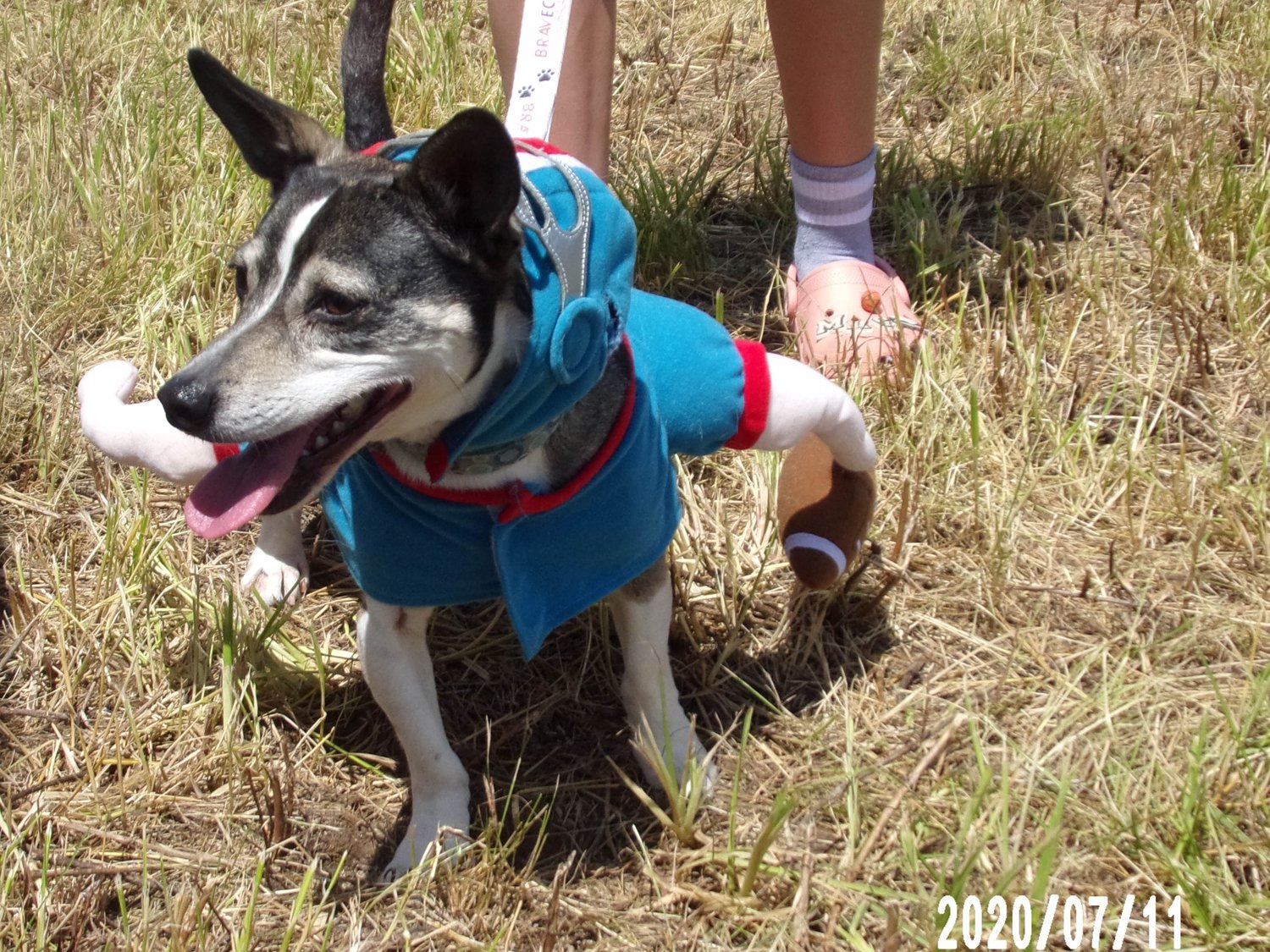 Chico, a 7-8-year-old Rat Terrier mix, won the Best Dressed Category.